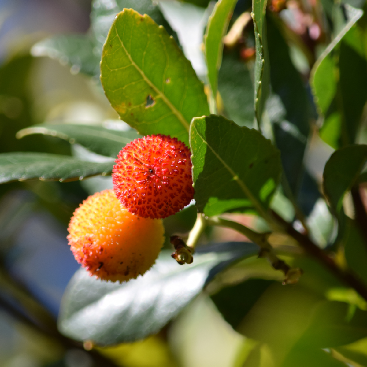 Les cireres d'arboç, una de les fruites oblidades que seran presents en aquesta jornada/Col·lectiu Eixarcolant 