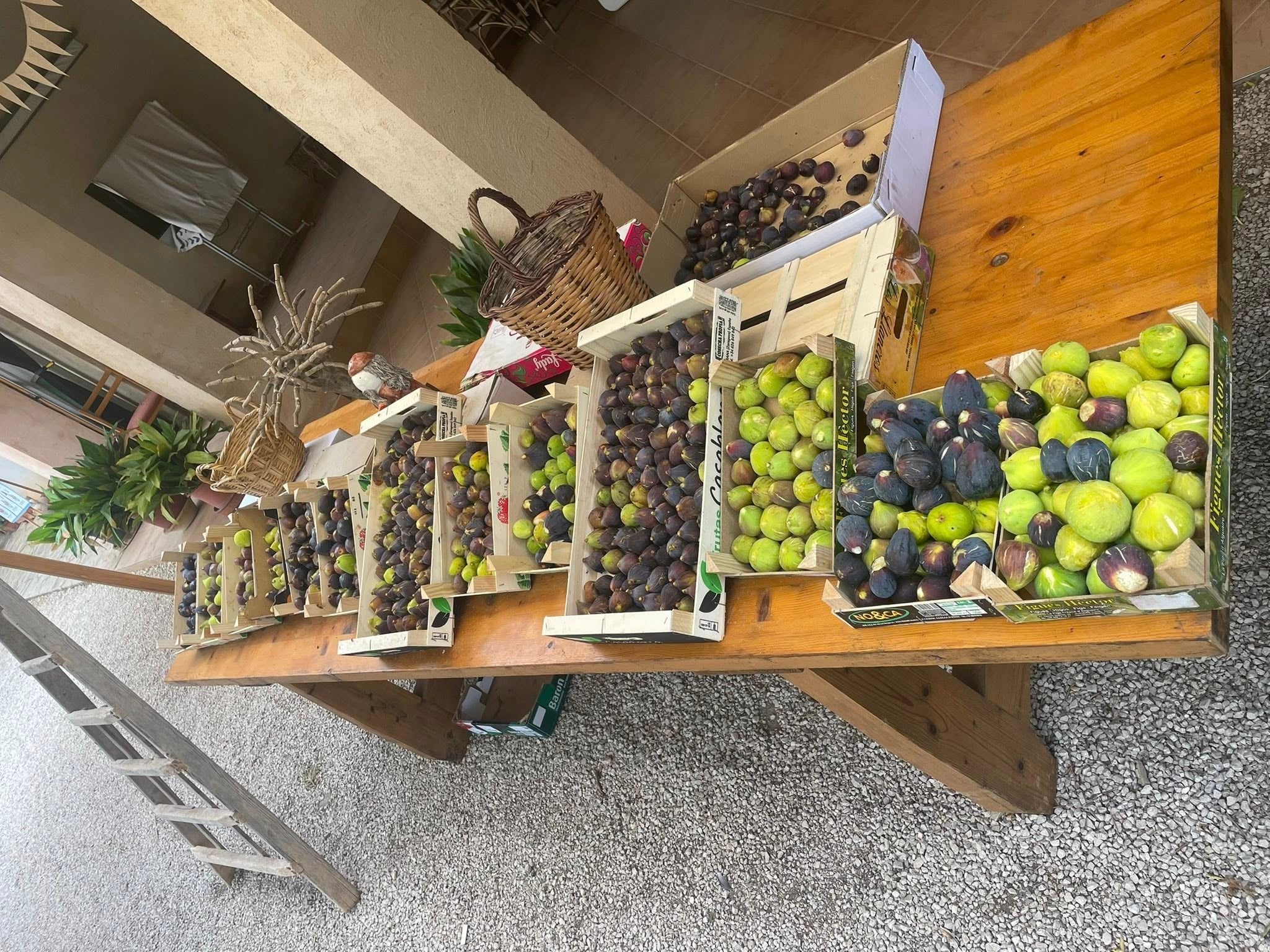 De figues n'hi ha de més primerenques i de més tardanes a Son Mut Nou, on probablement hi ha la col·lecció de varietats més gran del món/M.P.B