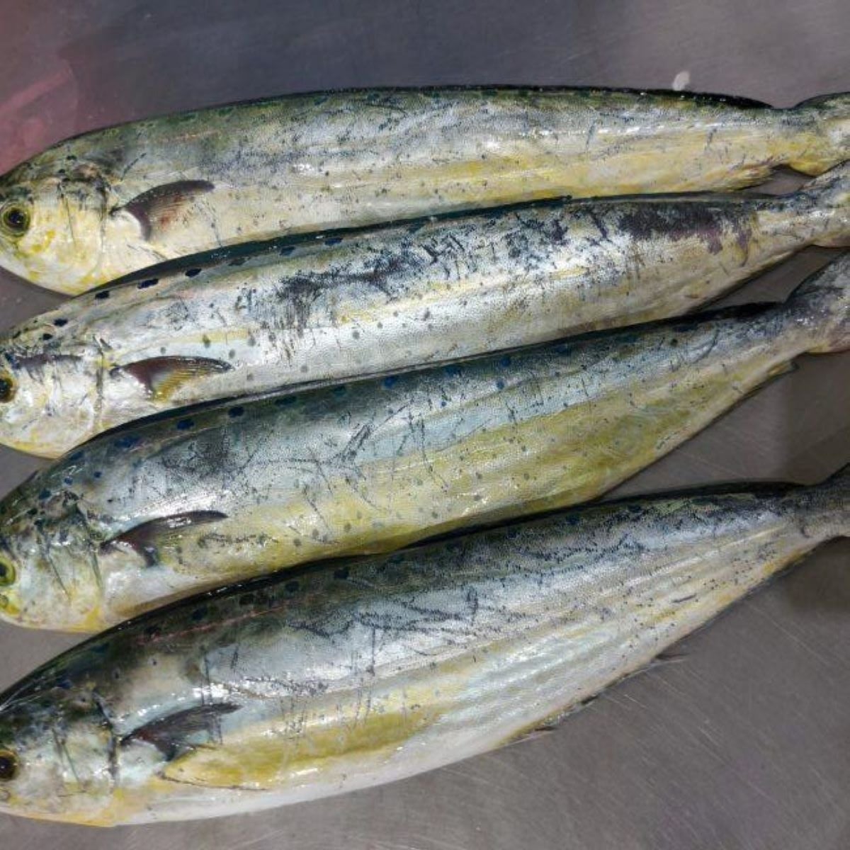 La llampuga, un peix que es beneficia de l'escalfament de la mar i que ara arriba a les peixateries de tota Mallorca/CAIB