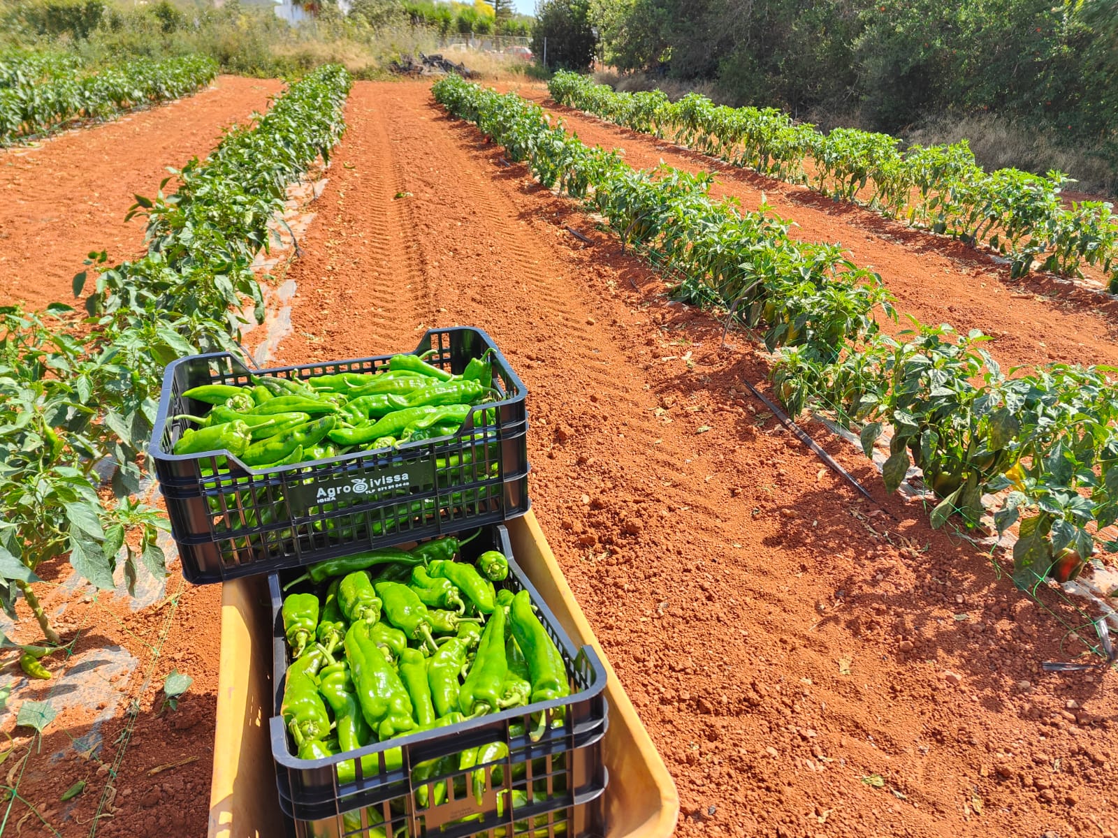 Les sis cooperatives sòcies d'Eivissa: Sant Antoni Eivissa, Agroeivissa, Santa Eulàlia, Ecofeixes, Ramadera Eivissenca i Sa Reminyola es beneficiaran d'aquest servei/Cooperatives Agro-alimentàries 