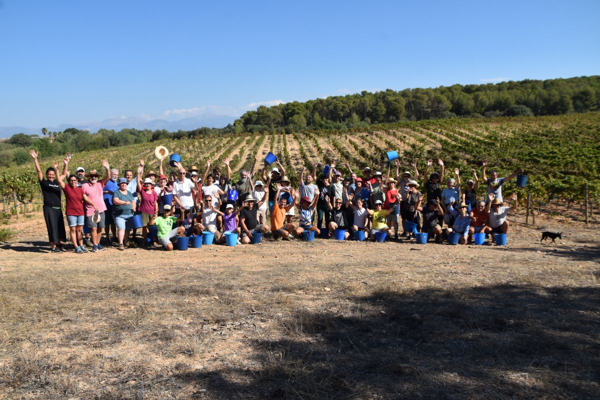 A la colla de veremadors de Can Majoral s'afegeixen una cinquantena d'entusiastes que formen part de l'associació d'amics del celler/J.C. Palos