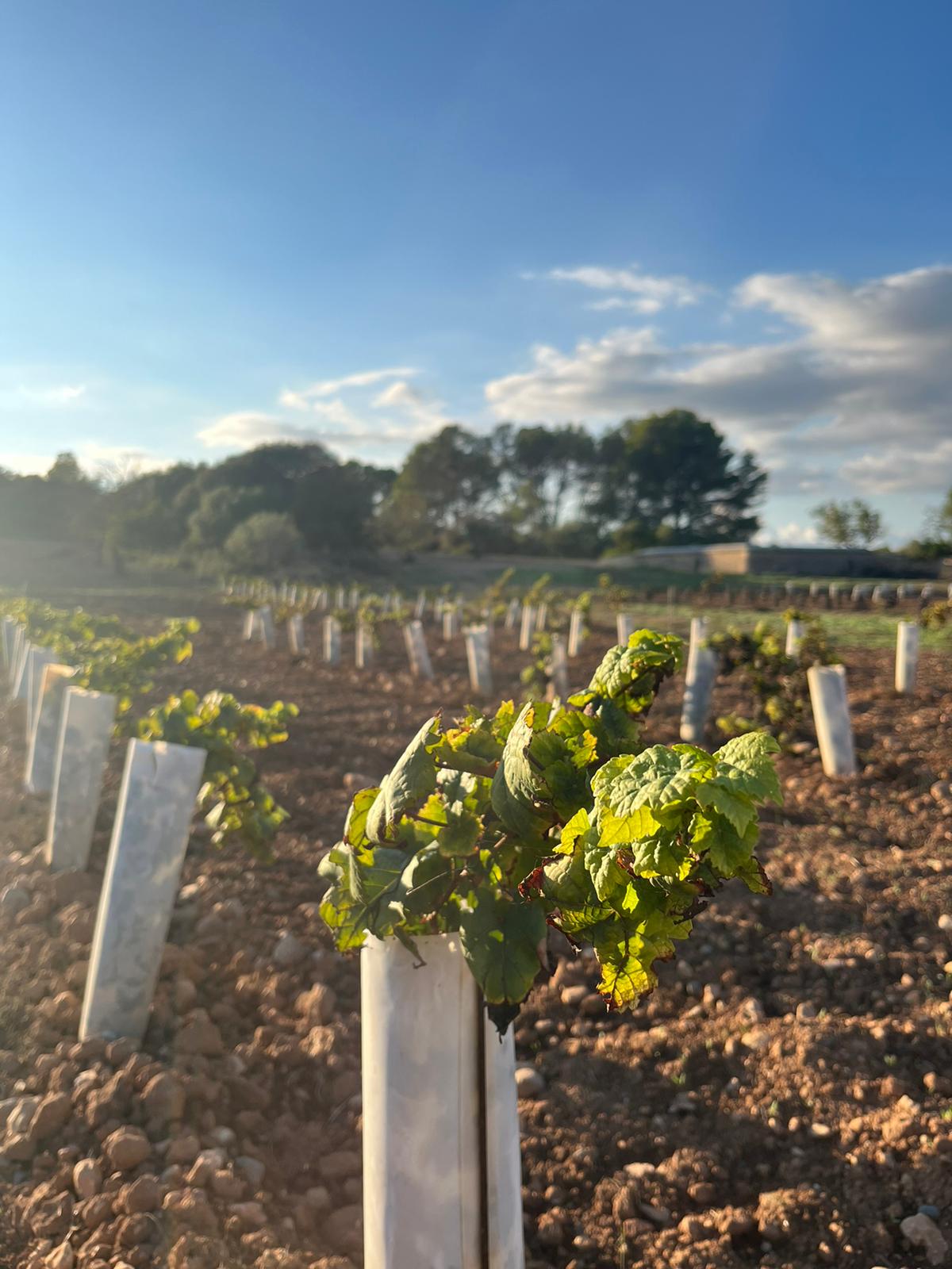 Els viticultors necessiten plantes que siguin més resistents per evitar la utilització de tractaments fitosanitaris i millorar la producció del raïm/Can Majoral