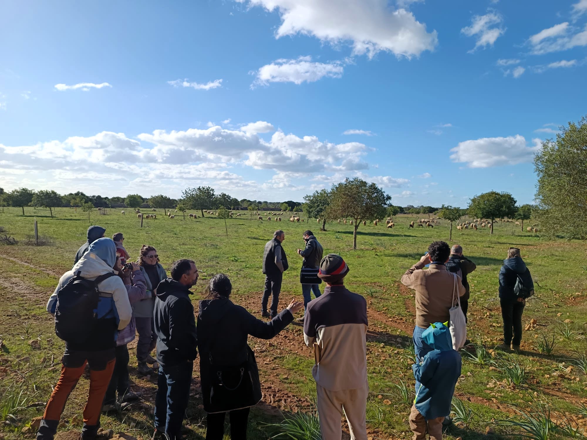 A la finca Purgatori, situada a la Marina de Llucmajor, es practica la ramaderia regenerativa amb bons resultats/APAEMA