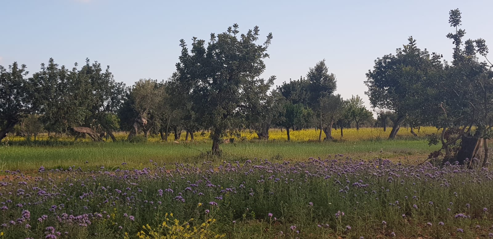 Puig sosté que ' la biodiversitat dels nostres camps i boscos s'està reduint a un ritme alarmant, i és fonamental que prenguem mesures per a protegir i restaurar els nostres ecosistemes'/Cedida
