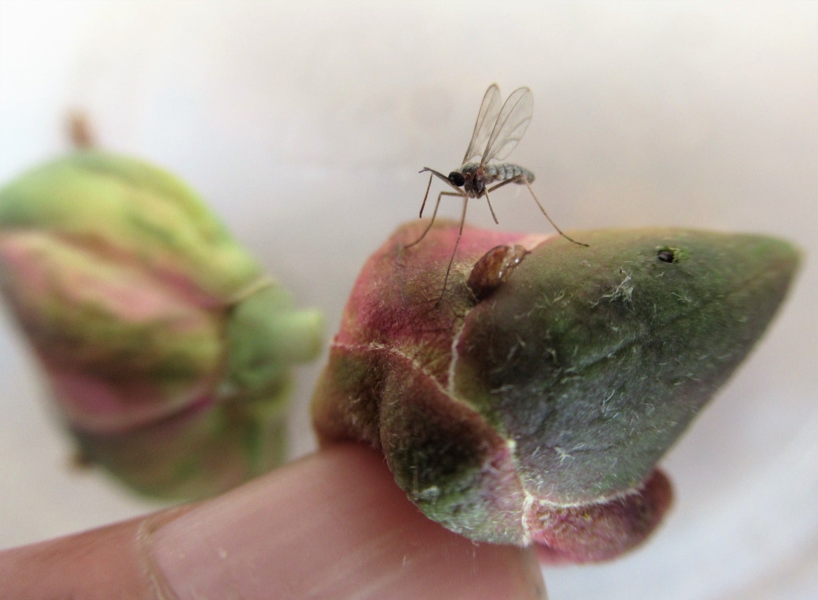 El moscard parasita tant les tàperes com les garroves/Joan Rallo