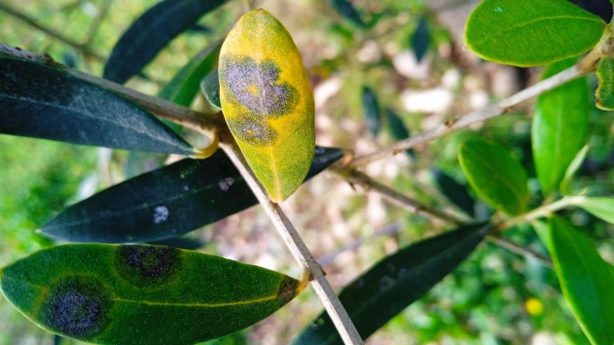 L'Ull de gall acaba defoliant l'arbre i fa estralls en la producció/CAIB