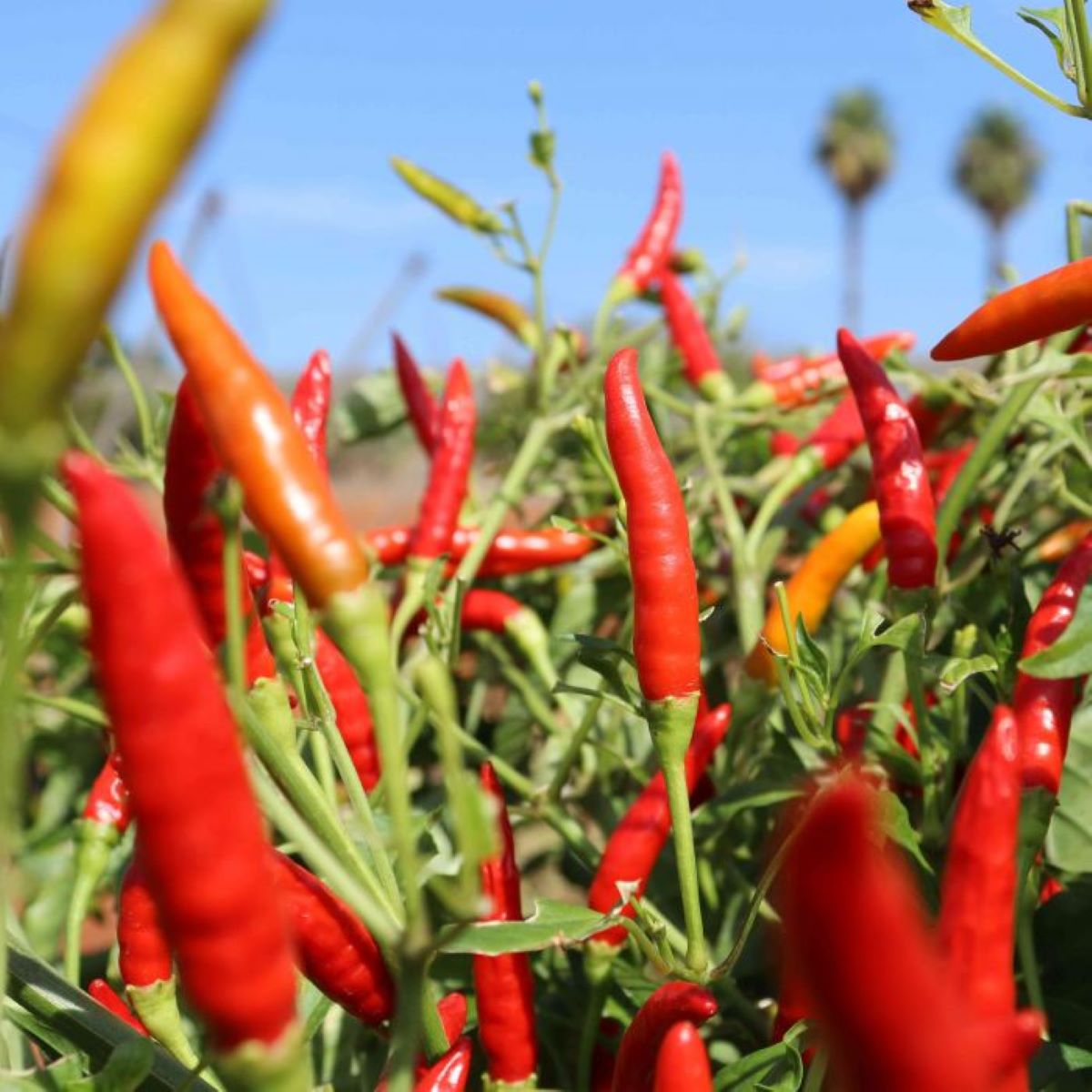 El bitxet menut i el bitxet llarg, dues varietats de pebres que s'han afegit al Catàleg/CAIB