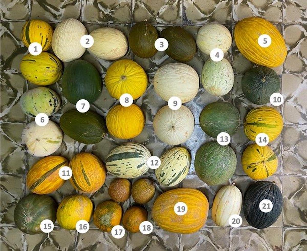 Un recull de moltes de les varietats locals de fruites i hortalisses de Menorca / Cedida