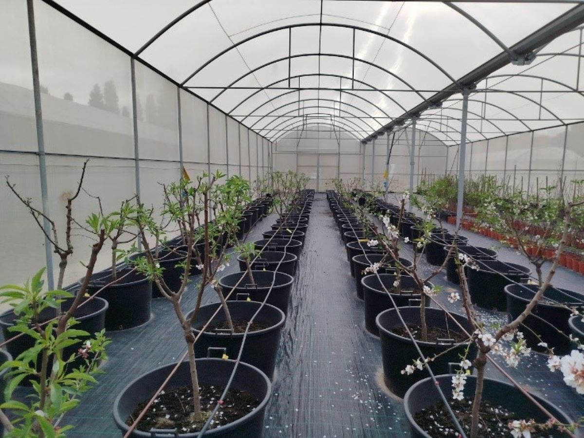 Els hivernacles de Son Real, on s'ha pogut salvar bona part d'aquest patrimoni vegetal/CAIB