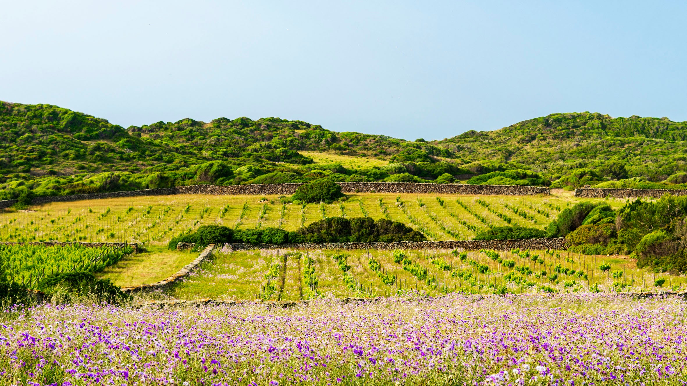 Paisatge de vinyes de Menorca / Cedida