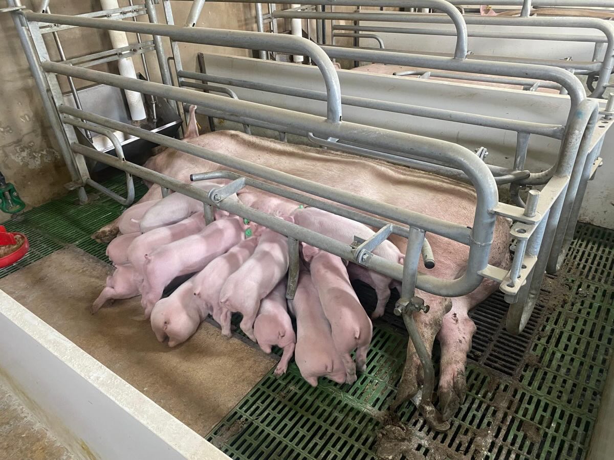 Agricultura efectua controls periòdics a les 32 granjas de porcs existents a les Illes Balears/CAIB