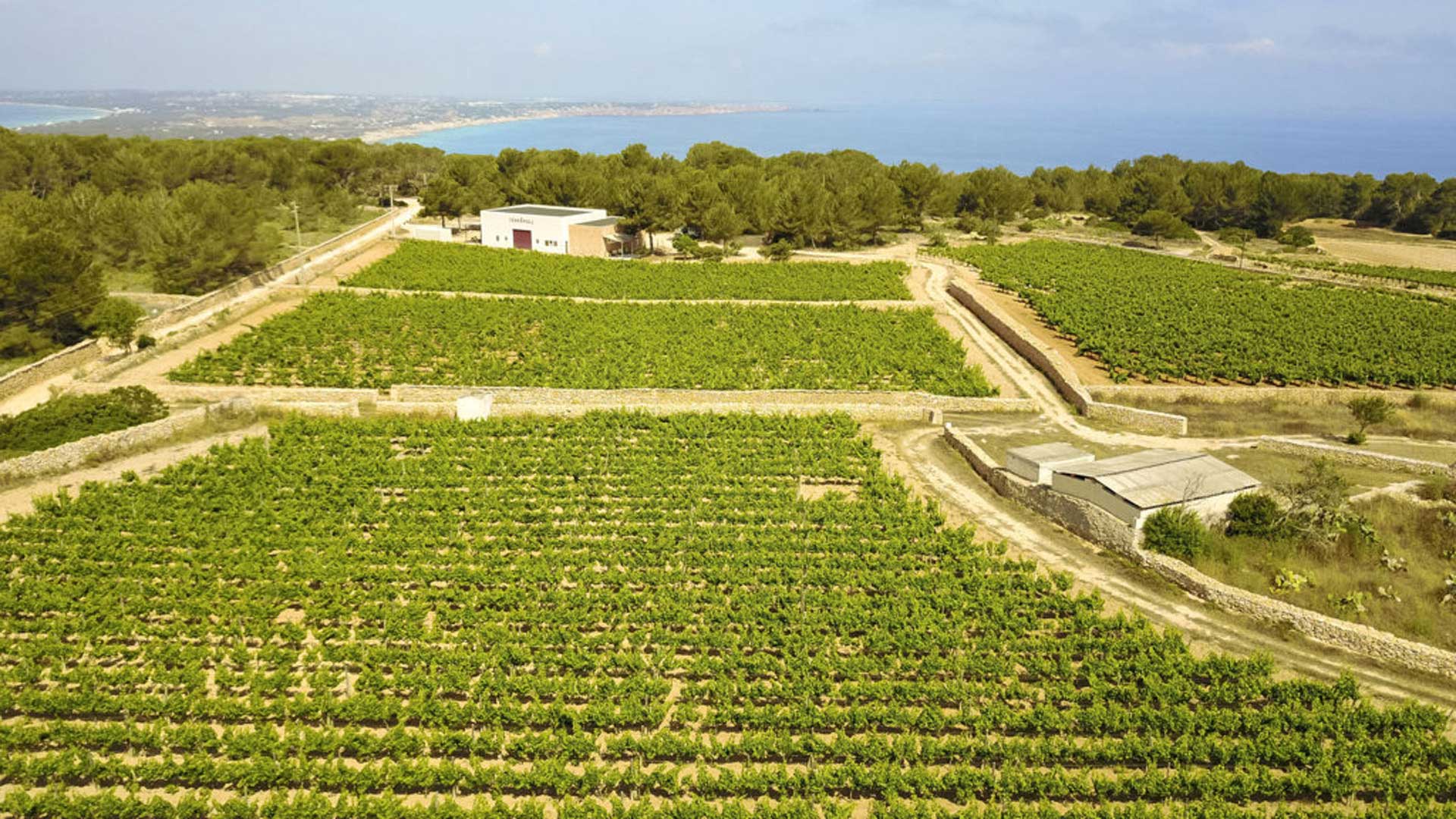 Les dades de 2025 indiquen una recuperació clara tant en producció de raïm com en volum de vi elaborat. /CAIB