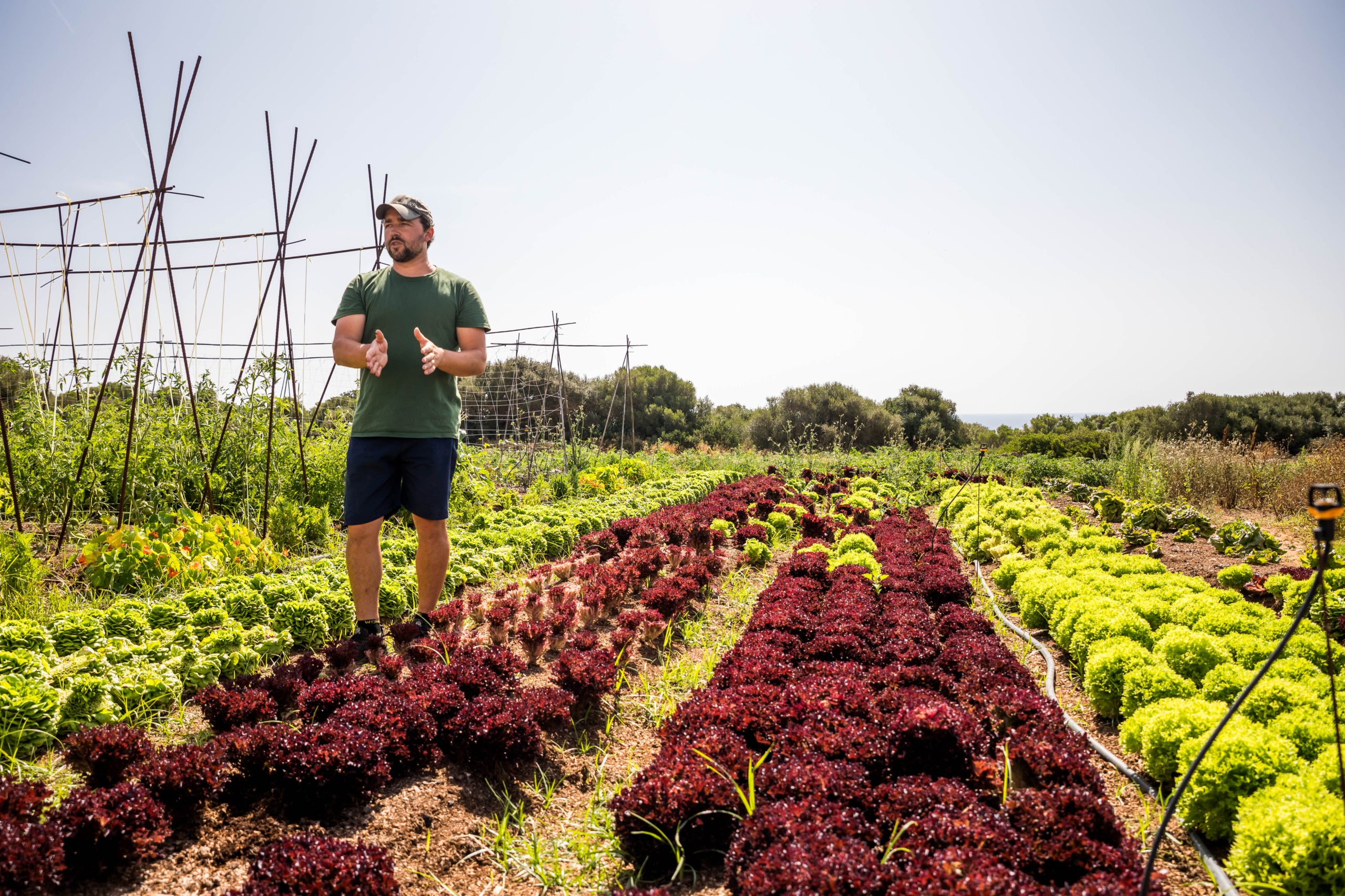 Transformació col·lectiva i ramaderia regenerativa / cedida