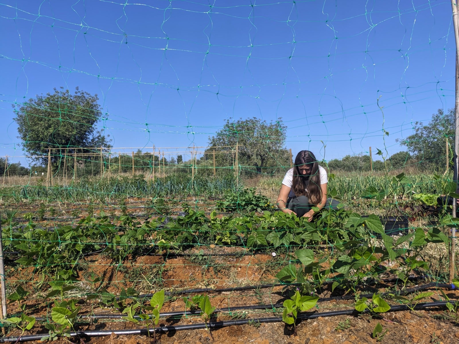 Catiana vol contribuir a una alimentació conscient i equilibrada oferint hortalisses i verdures fresques, cultivades sense químics i amb respecte pel medi ambient/Cedida