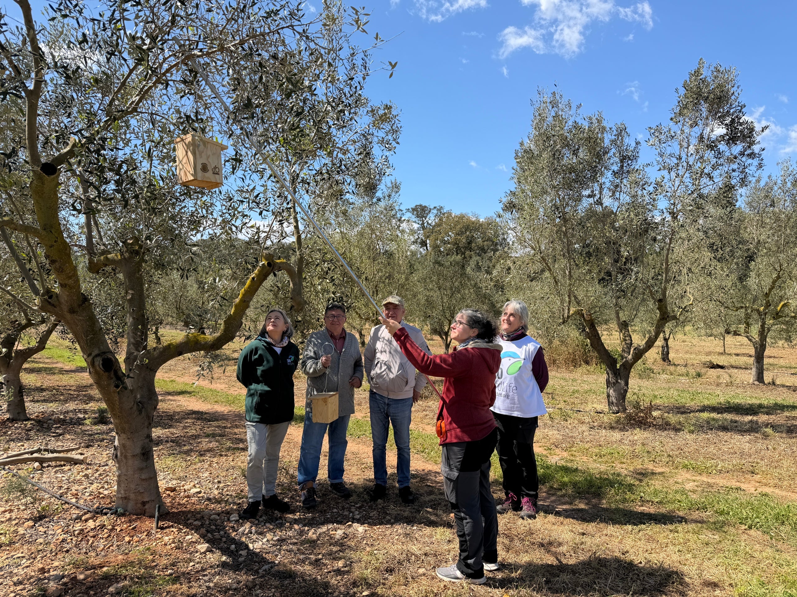 Marta Mochales, Joan Mayol, Esteve Alcina i Elisa García van instal·lar els primers nials a l’olivar de Son Catiu/DO Oli de Mallorca