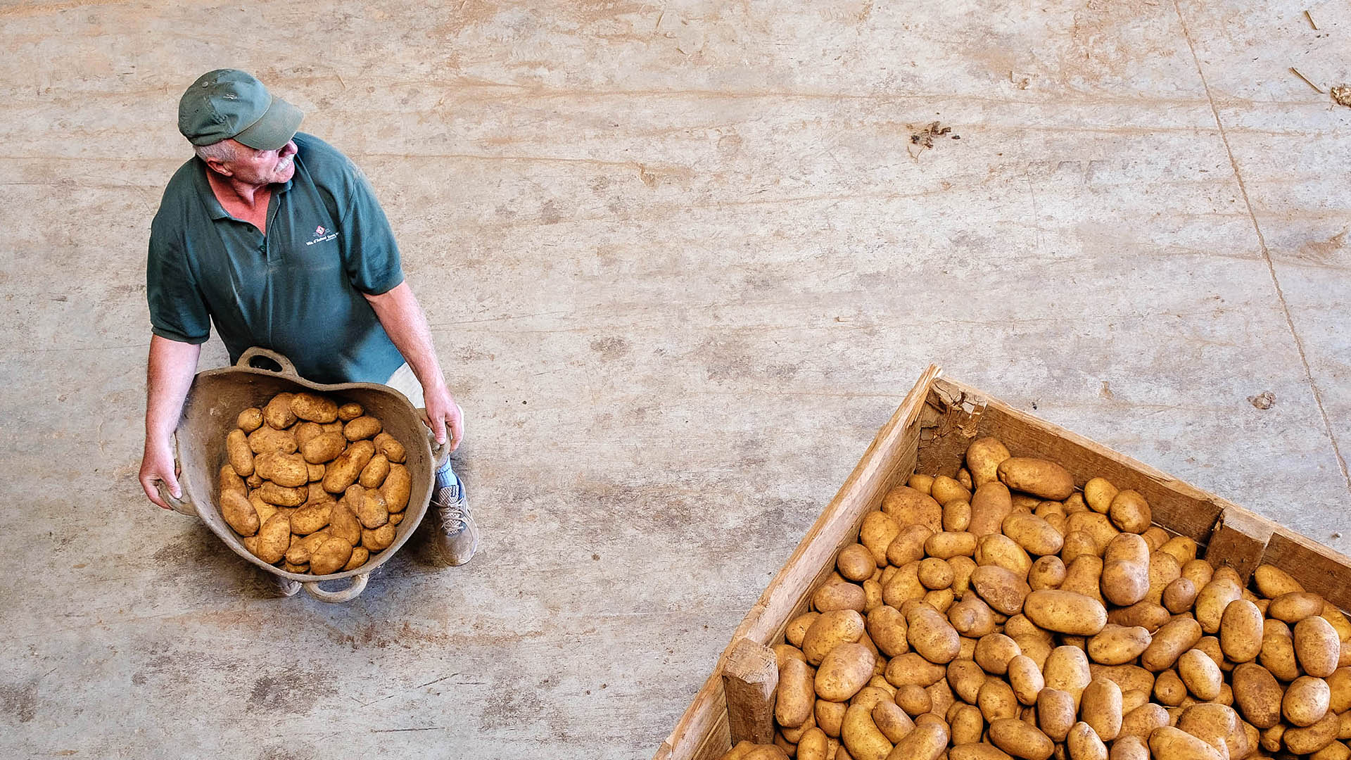 La patata d'exportació ha estat la columna vertebral del negoci del sector, que ara trontolla amb la desfeta de S'Esplet/CAIB