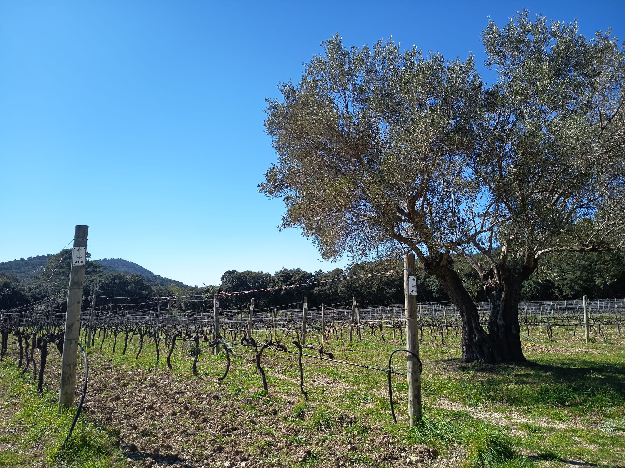 Vinya experimental de varietats cedides per l'IRFAP/Can Axartell