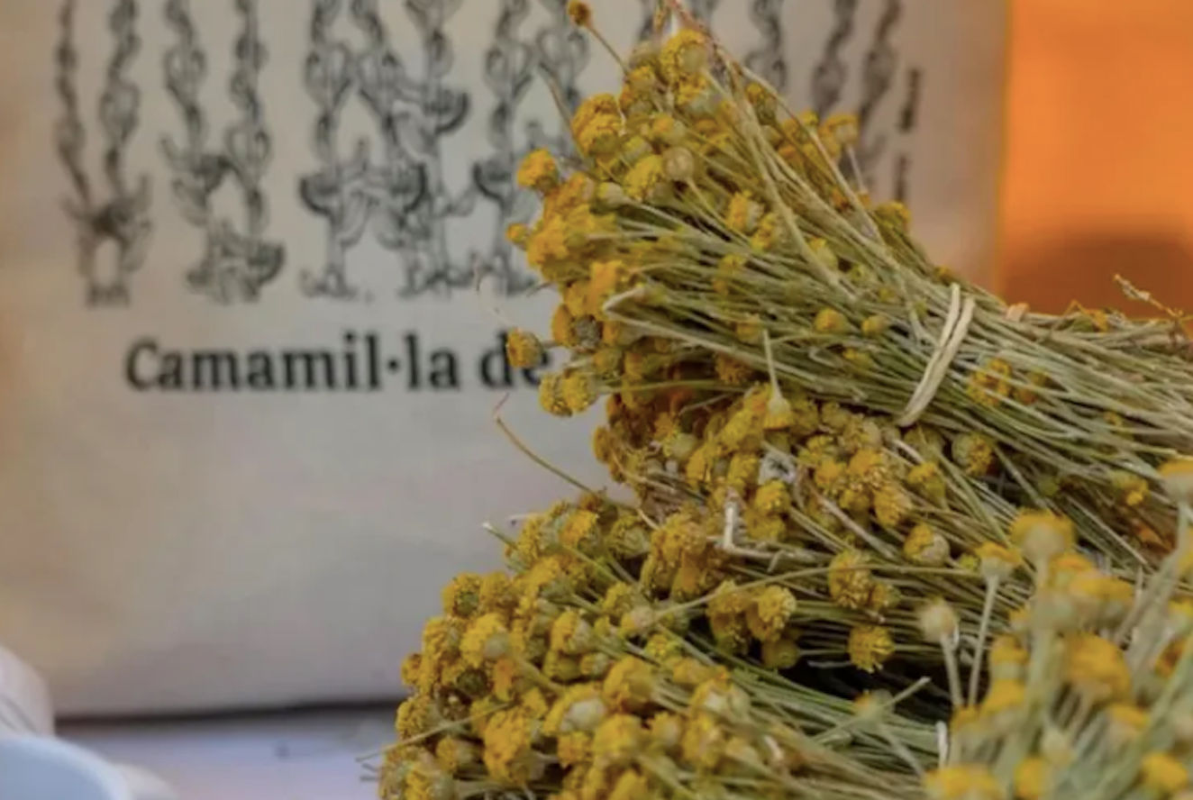 Imatge d'una camamil·la de Menorca / Cedida