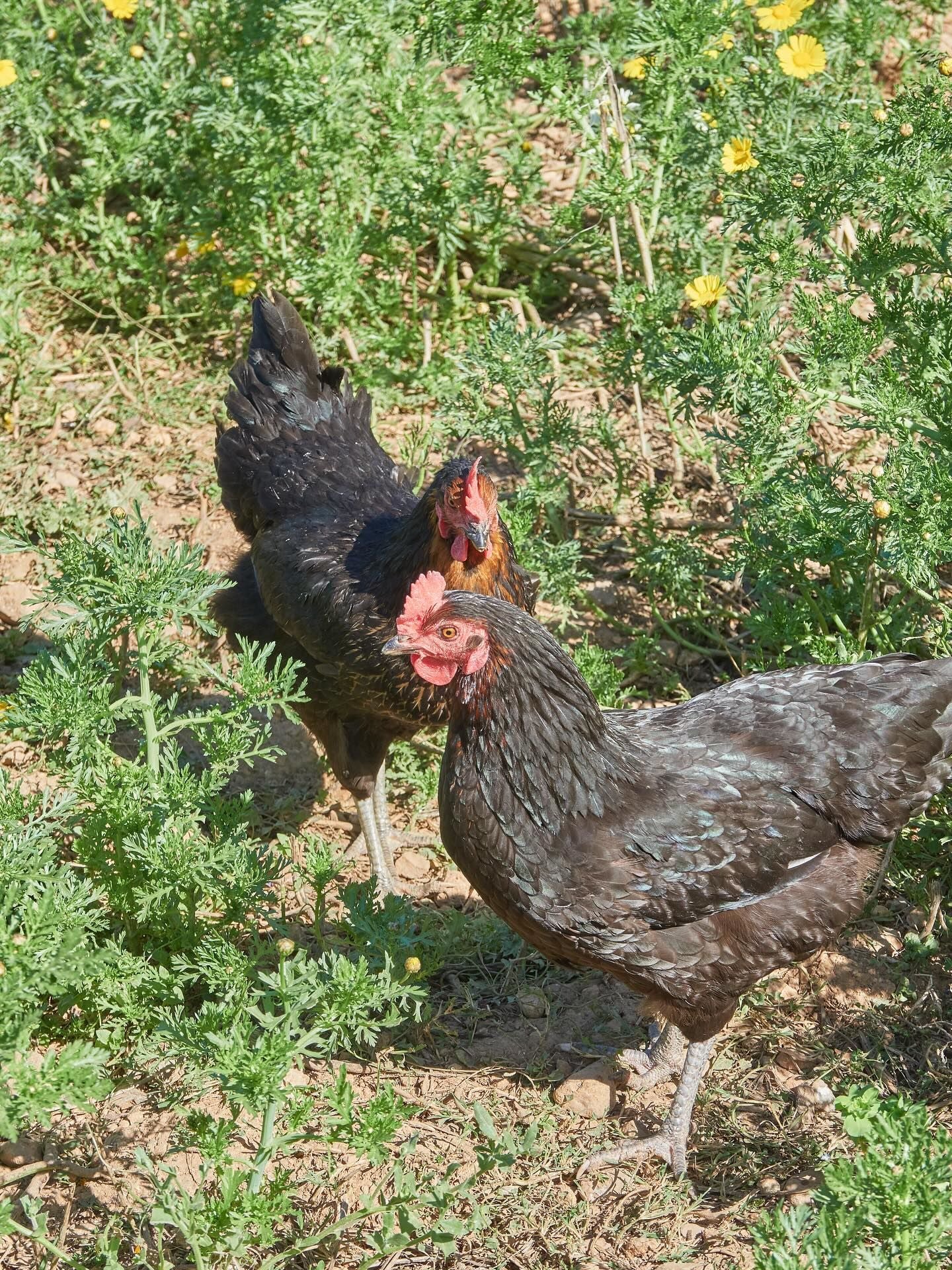 La bona feina feta ha permès mantenir la situació sanitària sota control a les Illes Balears, sense que s’hagi registrat cap focus/Avícola Can Costeta