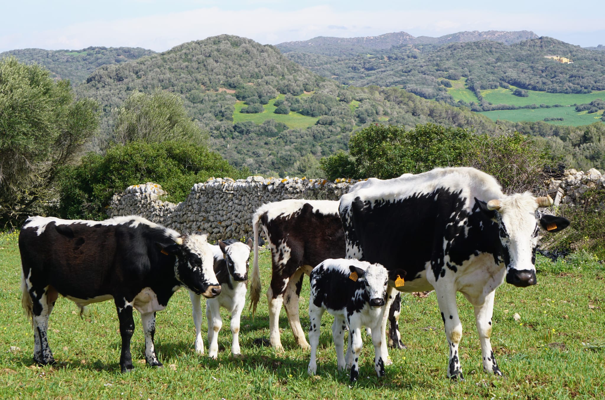 Un estudi fet per l'IRFAP permetrà el reconeixement d'aquesta vaca d'origen suïs com a raça autòctona/CAIB 