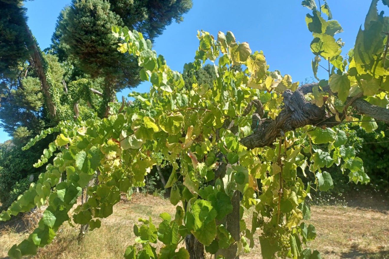 La vinya, com altres cultius, està patint les temperatures extremes i les nits tropicals o tòrrides que no li van gens bé/Cedida