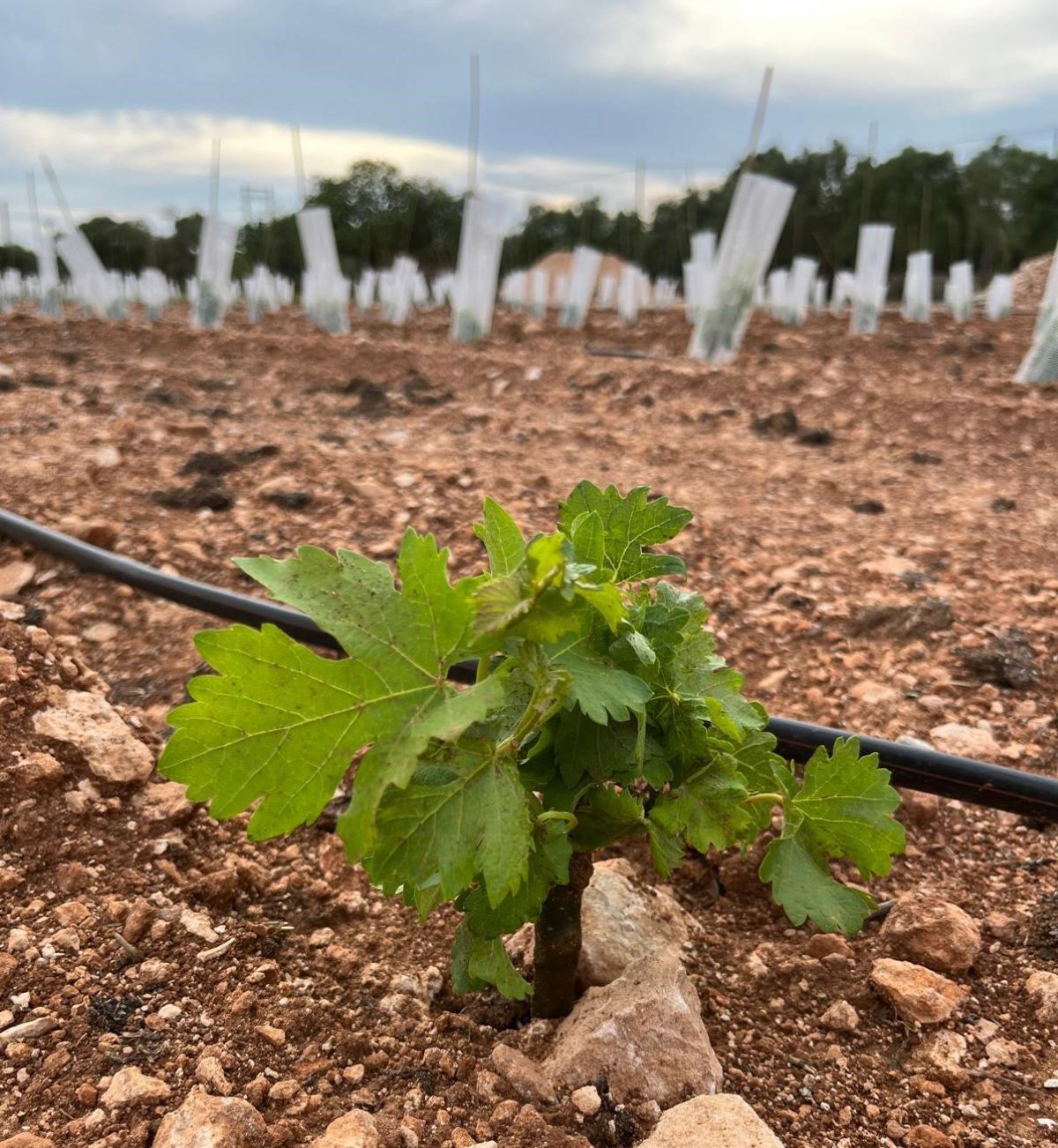 La vinya jove sembrada a S'Alia simbolitza el projecte del celler J3Vins/Cedida