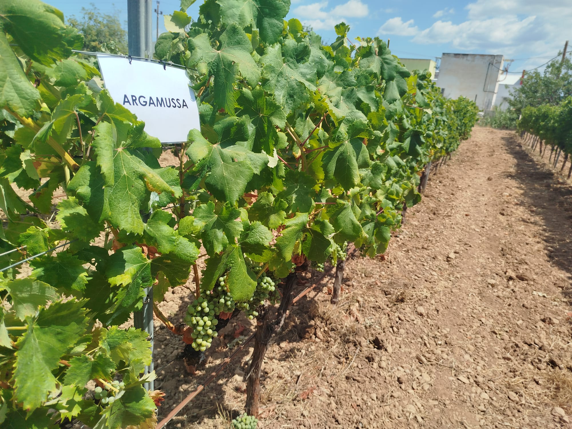 La vinya experimental de Sa Granja on l'Argumussa va cobrint etapes en el procés d'autorització/IRFAP