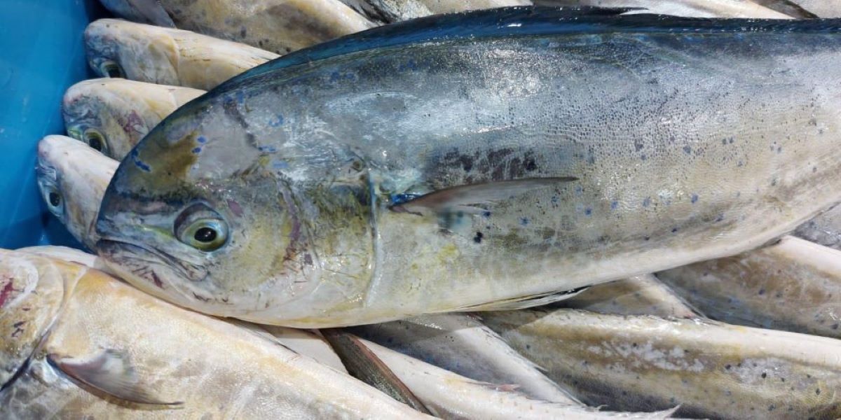  L’any passat es varen capturar 114.459 quilos, que varen generar uns ingressos de prop de 650.000 euros per al sector/CAIB