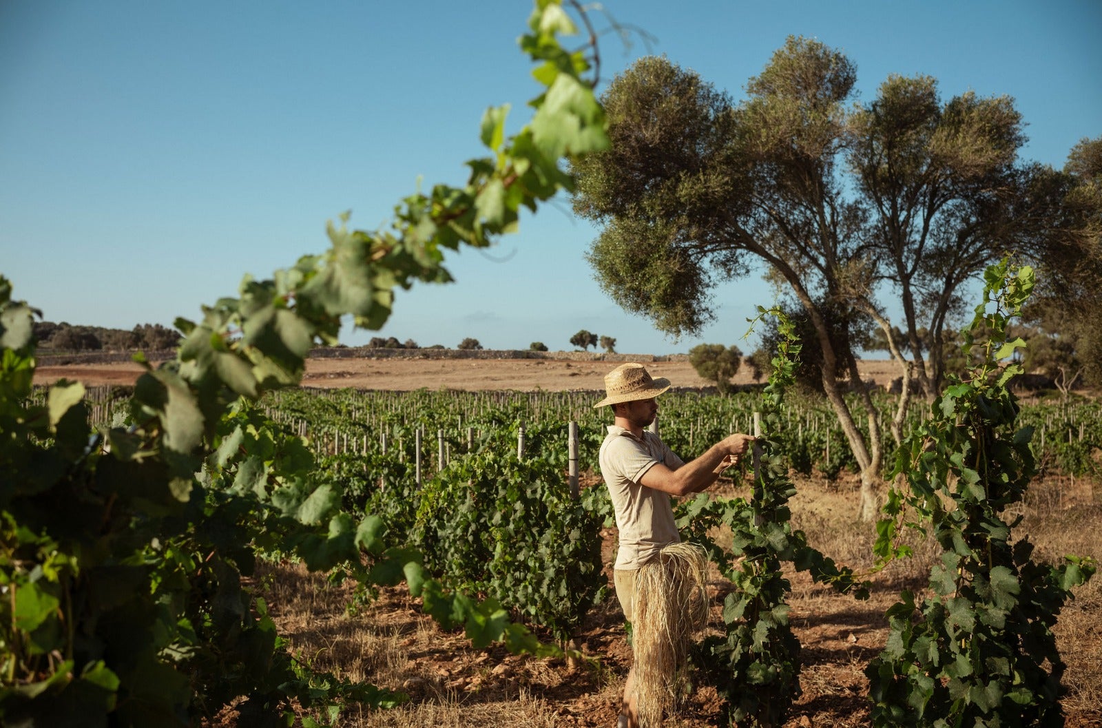 Les vinyes del nou celler de Menorca, Al Parico / Cedida
