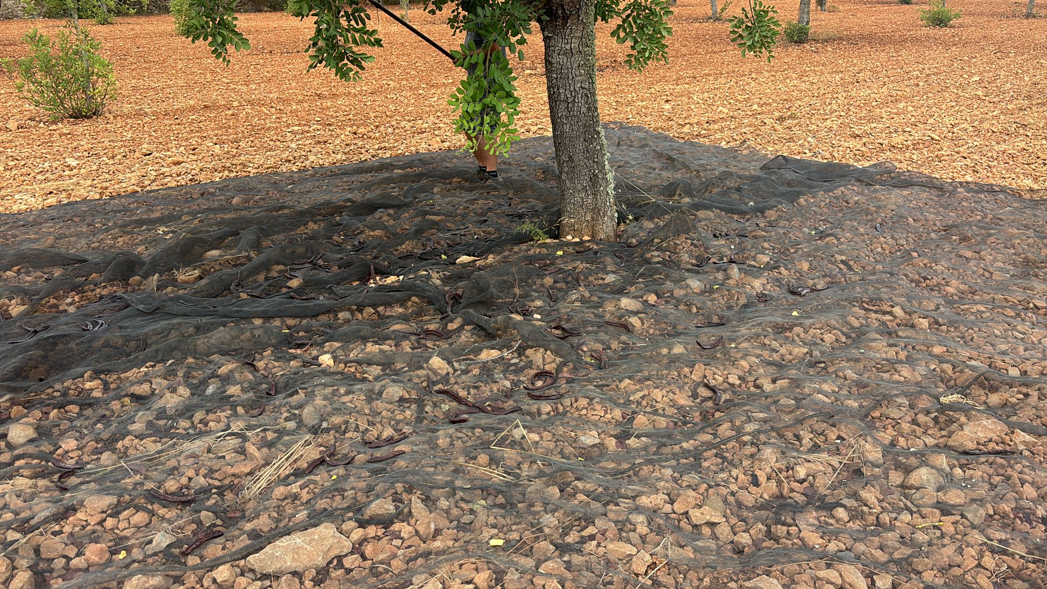 La collita s'ha avançat prop de deu dies enguany per mor de les onades de calor que han assecat el fruit/Joana Verger