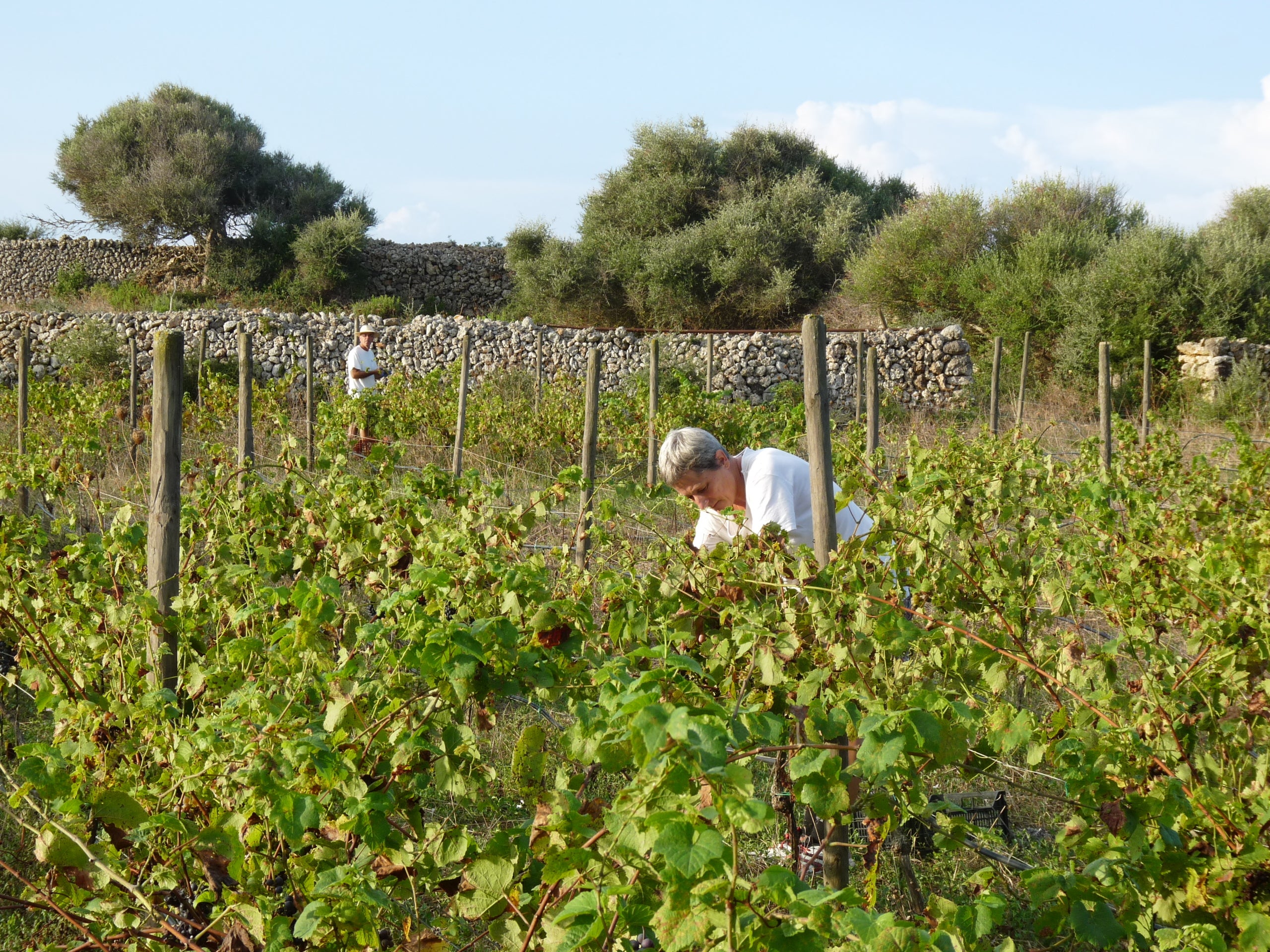El celler Son Cremat / Cedida