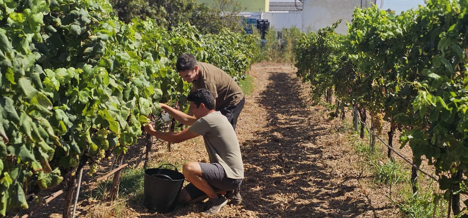 A la vinya experimental de l'IRFAP, a Sa Granja, ja han començat a veremar les varietats en recuperació/CAIB