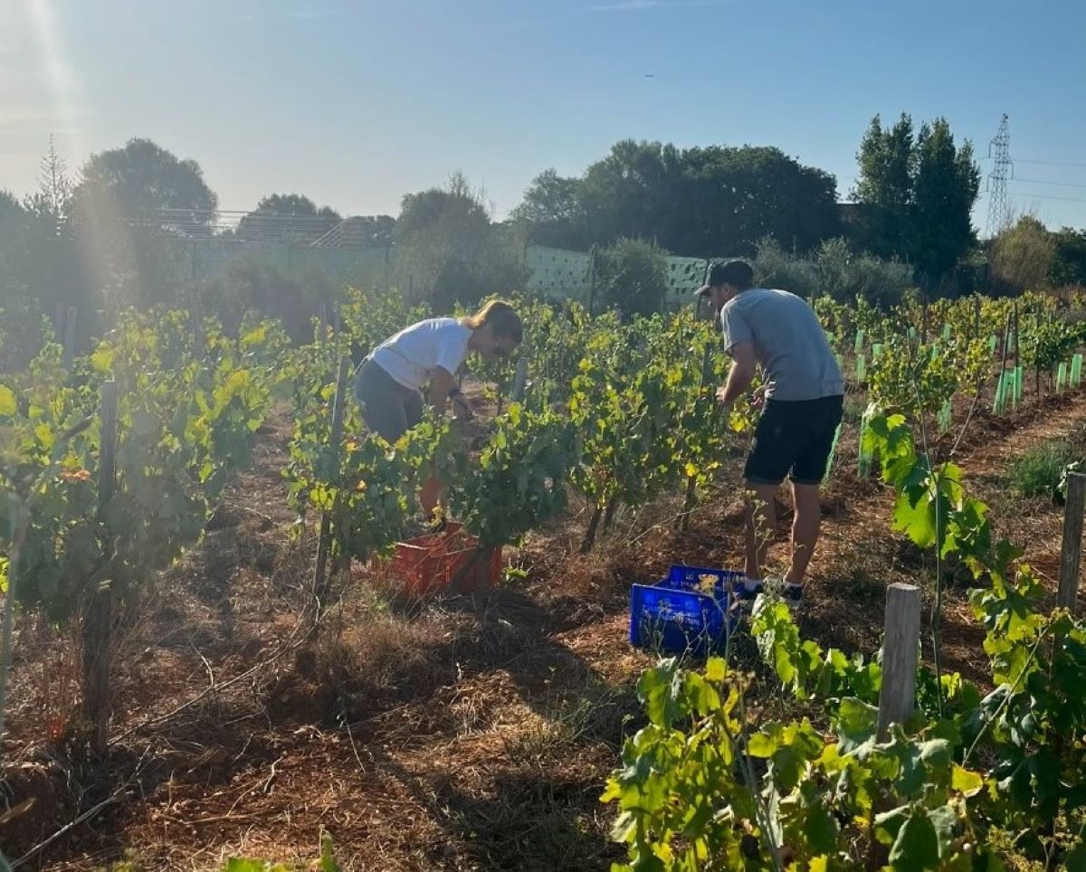Verema de les varietats Premsal i Giró Ros de la finca És Rafal, de Vins Nadal/Cedida 
