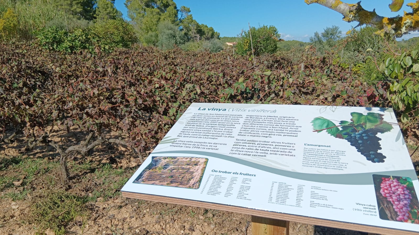 A la finca Son Maiol, veiem un exemple de com l'Associació de Varietats Locals difon el coneixement sobre aquest patrimoni vegetal/Cedida 