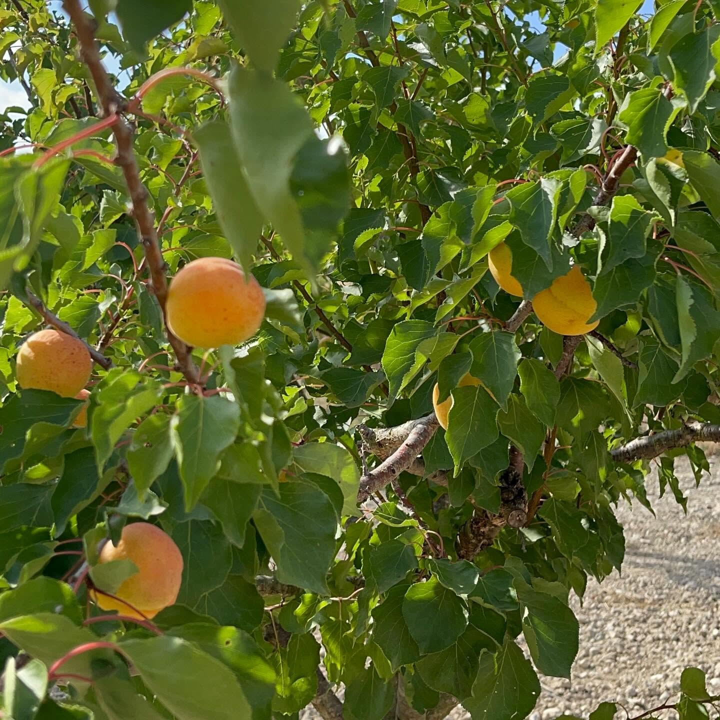 El cultiu de l'albercoc fa front als reptes que marca el canvi climàtic i l'encariment de la producció/Cooperatives Agro-alimentàries Illes Balears