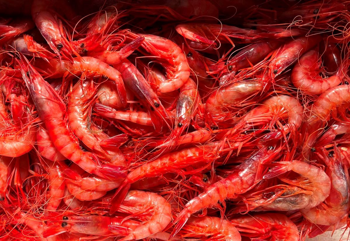 La UE podria obrir la mà per la pesca de la gambra vermella/AJONEGRO