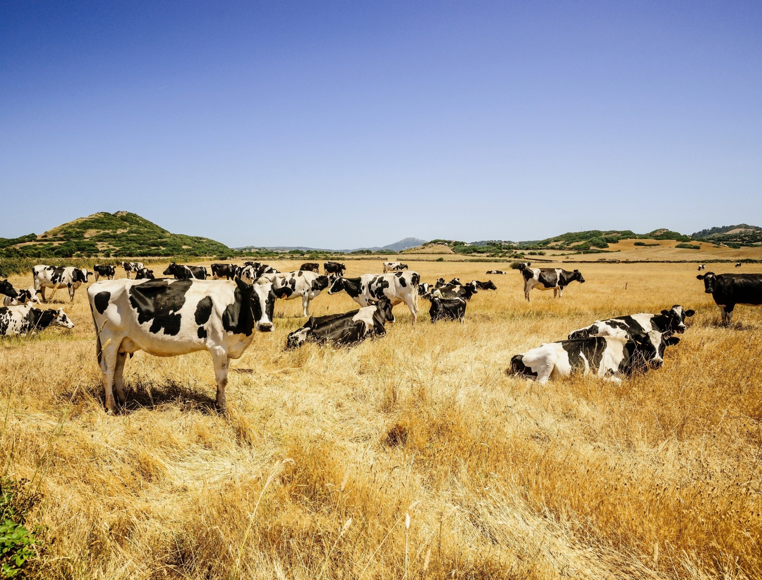 La norma prioritza els usos agraris en sòl rústic i amplia les possibilitats per millorar la rendibilitat de les explotacions/CAIB