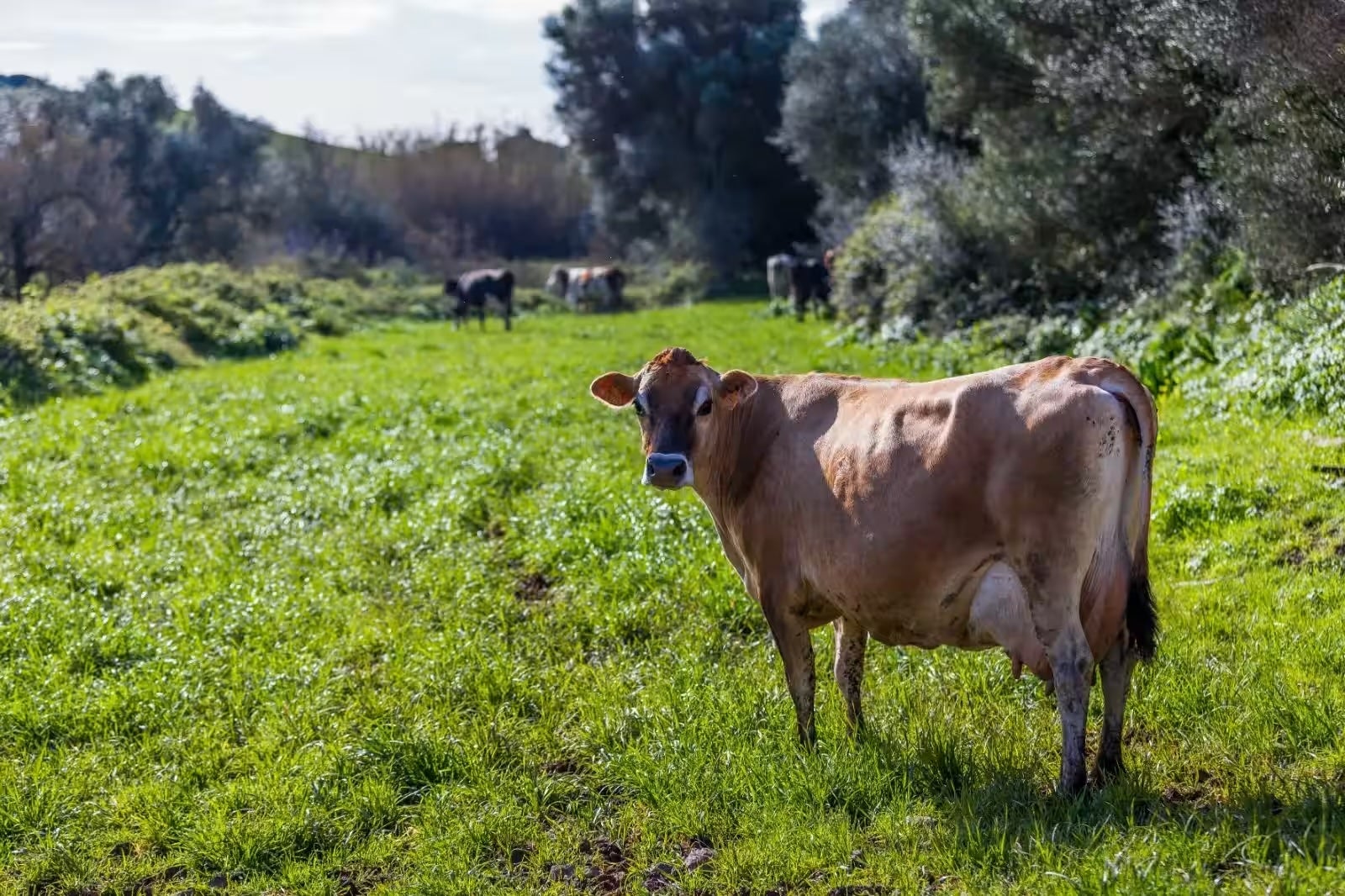 Una vaca de la raça Jersey / Foto: C. Castro - C.R.D.O. MAÓ-MENORCA